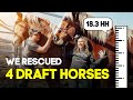 We Rescued 4 Draft Horses from Auction | Horse Shelter Heroes S3E6