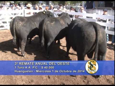 Surangus - Las Blancas - La Fé - Ventas Toros PC y PR - Huanguelen - 01/10/2014
