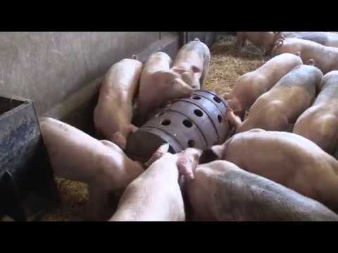 CARNEVALE (edit): science and art for pigs welfare