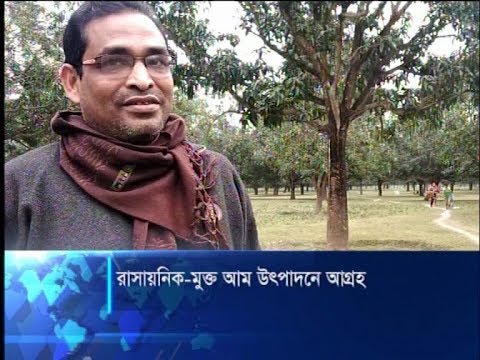 ক্ষতিকর রাসায়নিক মুক্ত আম উৎপাদনে আগ্রহ বেড়েছে আম চাষীদের | ETV News