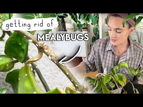 How To Get Mealybugs GONE 🌱 Mealy Bug Infestation SOLVED! 🪳