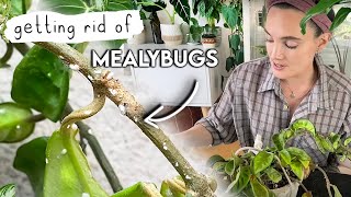 How To Get Mealybugs GONE 🌱 Mealy Bug Infestation SOLVED! 🪳