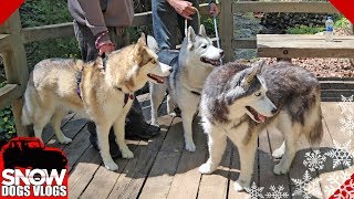 Happy Camper Dogs | Camping With Dogs