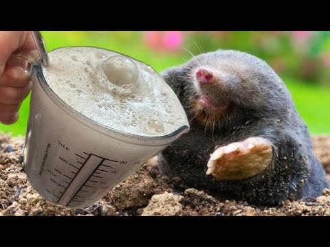 MOLES run away immediately if you put this in the hole! The most efficient method!!!