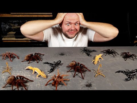 MOJA CAŁA HODOWLA ZWIERZĄT!