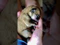 Tiny Still Blind Shiba Inu Puppy S First Slumber