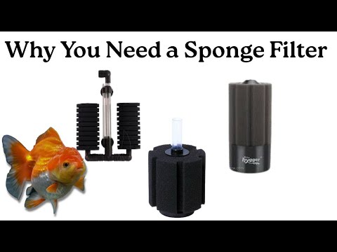 Why I LOVE Sponge Filters- Cheap, Effective, Simple and Safe