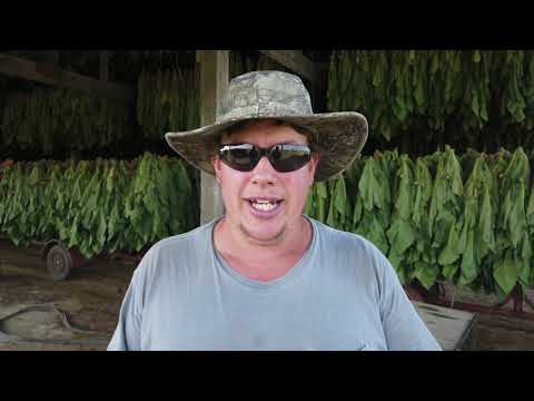 download lagu mp3 mp4 Flue Cured Tobacco, download mp3 Flue Cured Tobacco free downloadn, video klip Flue Cured Tobacco