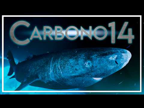 How does carbon-14 work? Do sharks live 400 years?