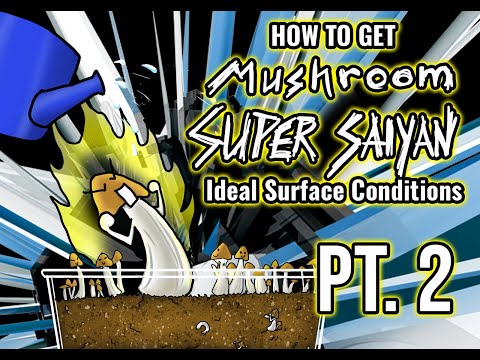 Ideal Fruiting and Surface Conditions Part 2