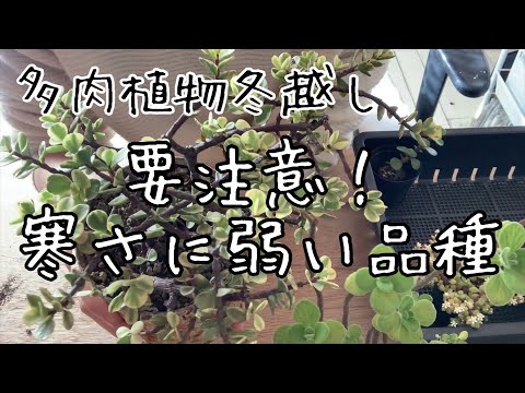 耐寒性屋外多肉植物 寒さに負けない5品種  庭園