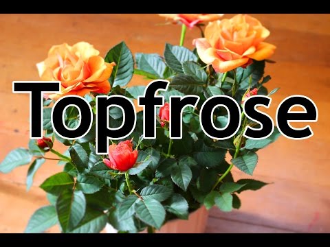 Caring for pot roses