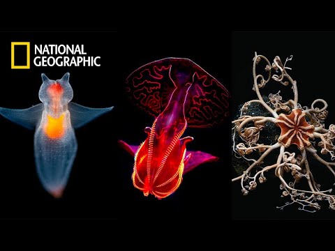 Deep Sea Creatures | National Geographic Documentary 2023