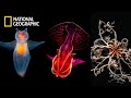 Deep Sea Creatures National Geographic Documentary 2023