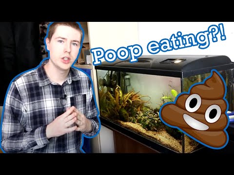 What Aquarium Fish Eat Poop? The Answer