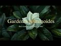 Gardenia Care Guide | Fragrant and Beautiful Blooming Plant