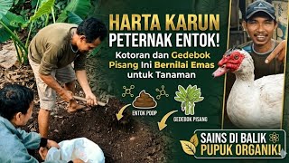 Download lagu Harta Karun Peternak Entok! Kotoran dan Gedebok Pisang Berubah Jadi Pupuk Super mp3 Download lagu Harta Karun Peternak Entok! Kotoran dan Gedebok Pisang Berubah Jadi Pupuk Super mp3