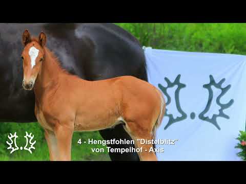 Nr. 4 Hengstfohlen "Distelblitz" von Tempelhof - Axis