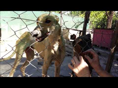 Un mensaje desde el Refu