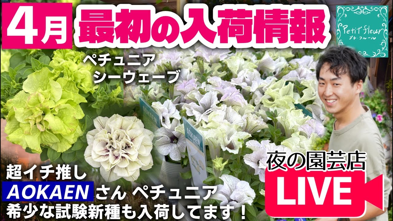 【春到来】4月最初の入荷情報！イチオシAOKAENさんペチュニア！#ガーデニング