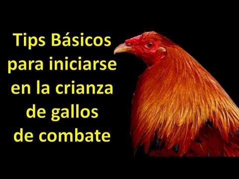 TIPS BÁSICOS PARA INICIARSE EN LA CRIANZA DE GALLOS DE COMBATE