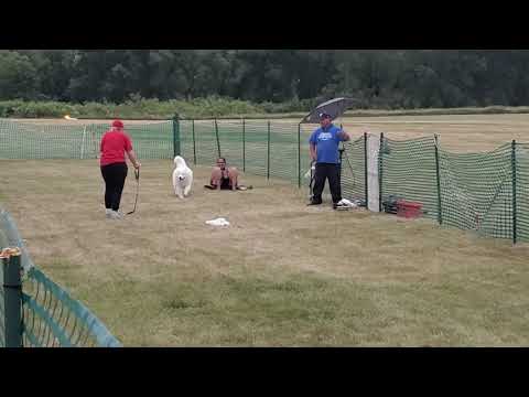 Kevin does Fast CAT!