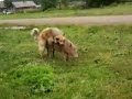 Dog Mating Pig