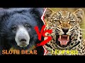 Sloth Bear VS Leopard Leopard VS Bear Who Would Win