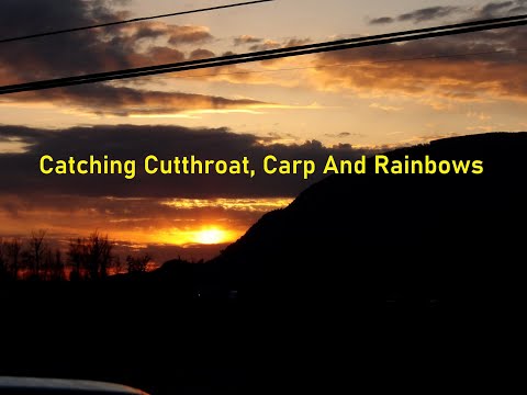 Catching Cutthroat, Carp And Rainbows