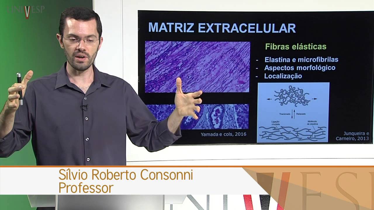 Células e Tecidos - aula 20 - Biologia do tecido conjuntivo: propriamente dito - Parte 1