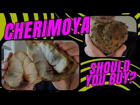 Is Cherimoya Worth Buying?  Exotic Fruit Review