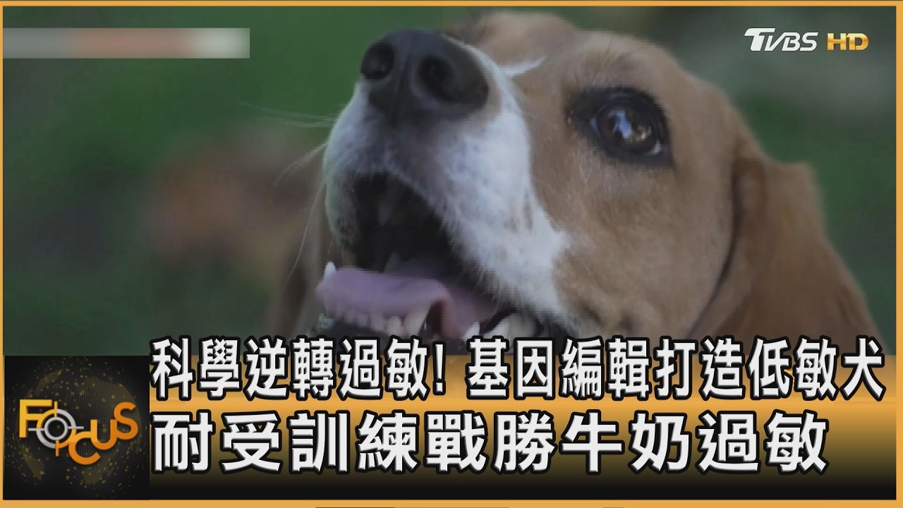FOCUS全球新聞/科學逆轉過敏!基因編輯打造低敏犬 耐受訓練戰勝牛奶過敏