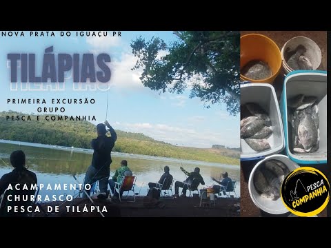 Nova Prata do Iguaçu, muitas tilápias no tanque rede....#pesca #pescaria @pescaeforjacomsilvano7910 