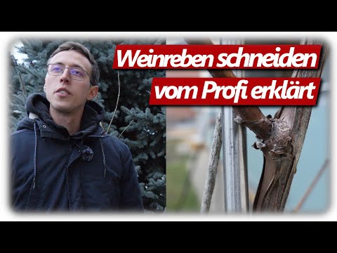 , title : 'Weinreben schneiden | Rebschnitt einfach erklärt | Pergola statt Spalier'