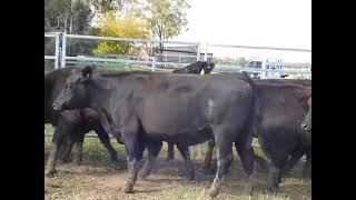 24 PTIC Cows St George