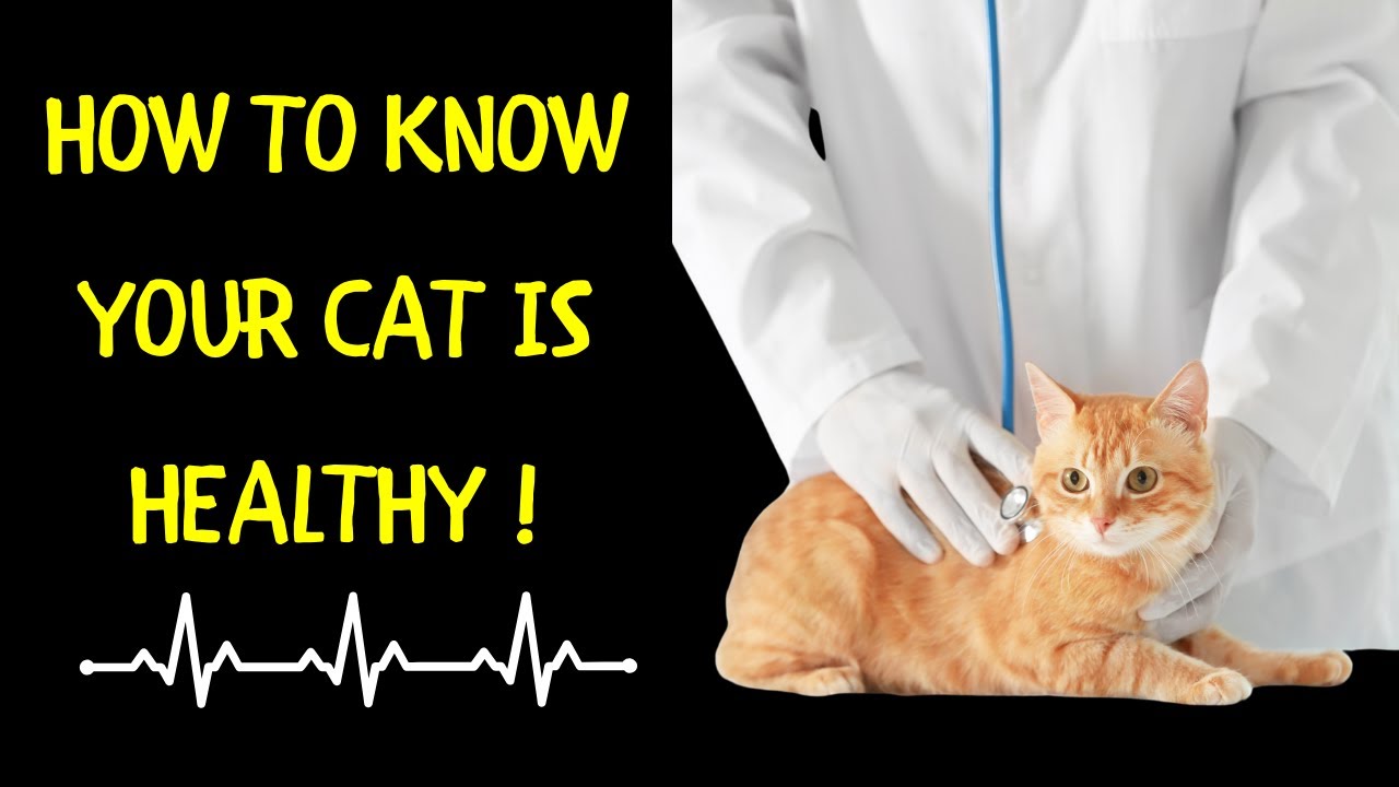 How To Know Your Cat Is Healthy | Ways to Keep My Cat Healthy
