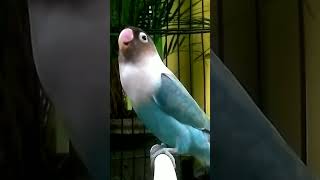 Download lagu Pancingan pagi.. Membangunkan lb males bunyi#lovebird #labet #lb #labetngekek mp3