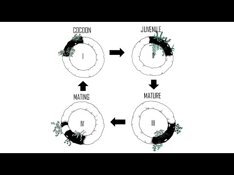 What are the 4 Life Stages of Red Wigglers Composting worms? (Egg to Egg)