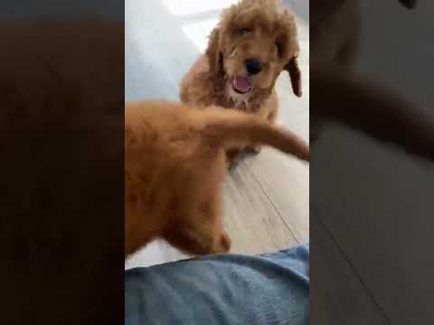 WhatsApp Video 2022 03 18 at 2 02 22 PM