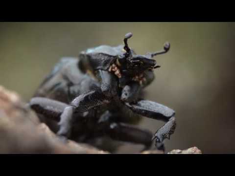 Mulmholkar och läderbaggar