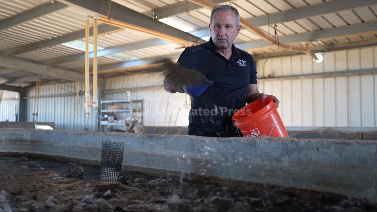 In Arizona desert, fish farms may help water crops