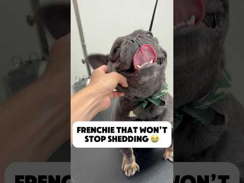 He just wouldn’t stop 😭 #frenchbulldog #frenchie #frenchies #doggroomer  #dogbath #shedding