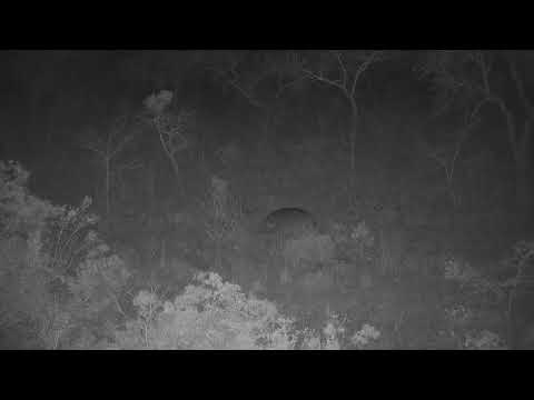 Djuma: Two Hippos take off to feed together - 03:13 - 09/24/20