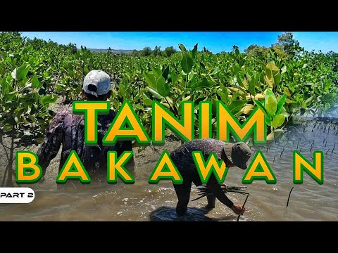 P2-OPERATION TANIM BAKAWAN | Update sa mga Tanim ng Team Harabas - EP1256