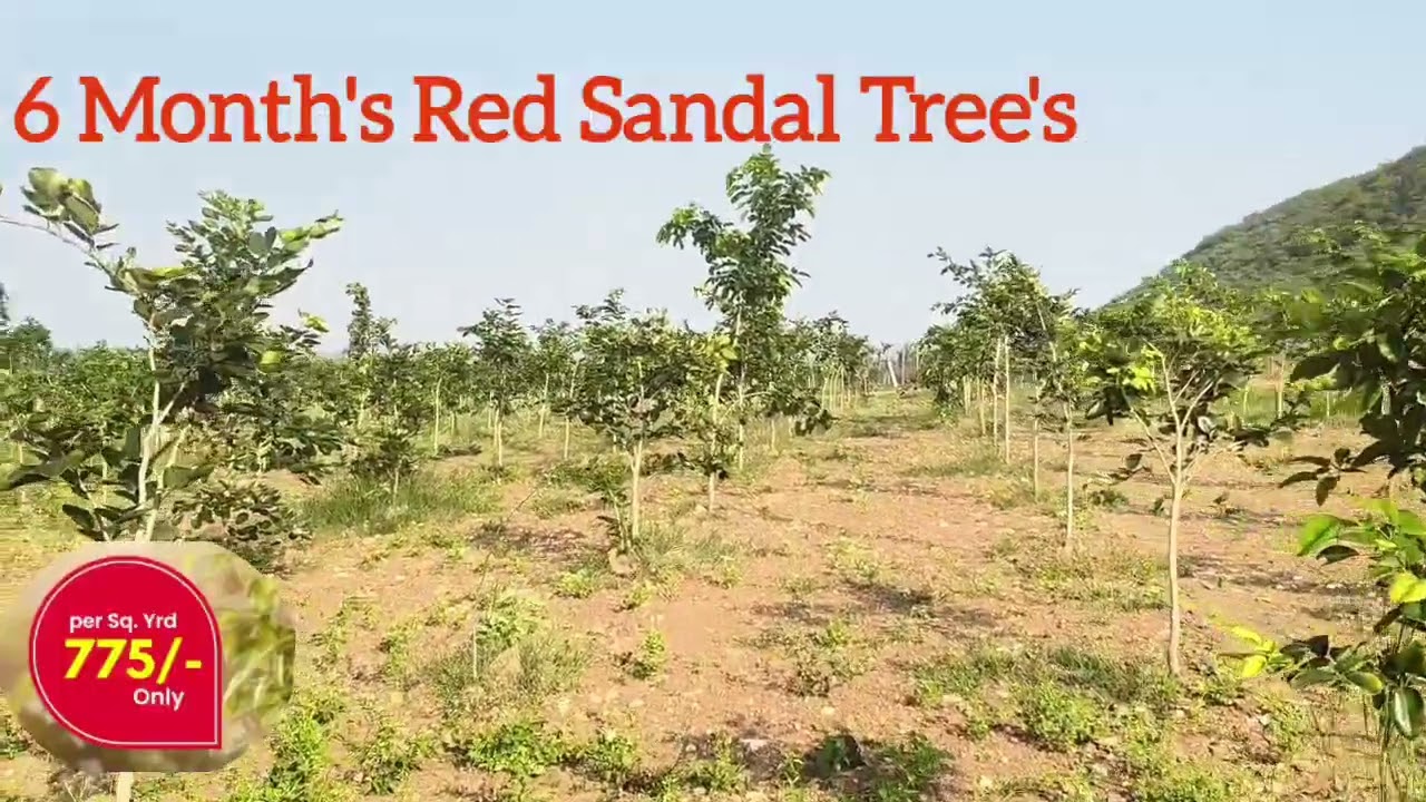 Vedhaa Infra Red Sandalwood