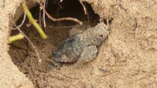 preview picture of video 'Hawksbill sea turtle hatchlings at Bath [2]'