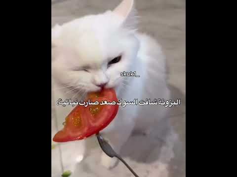 عبارات جميلة مع موسيقى حزينة هادئة حالات واتس ابستوريات انستا||خواطر حزينة#NAZIKA360 #نزْآڪة #shorts