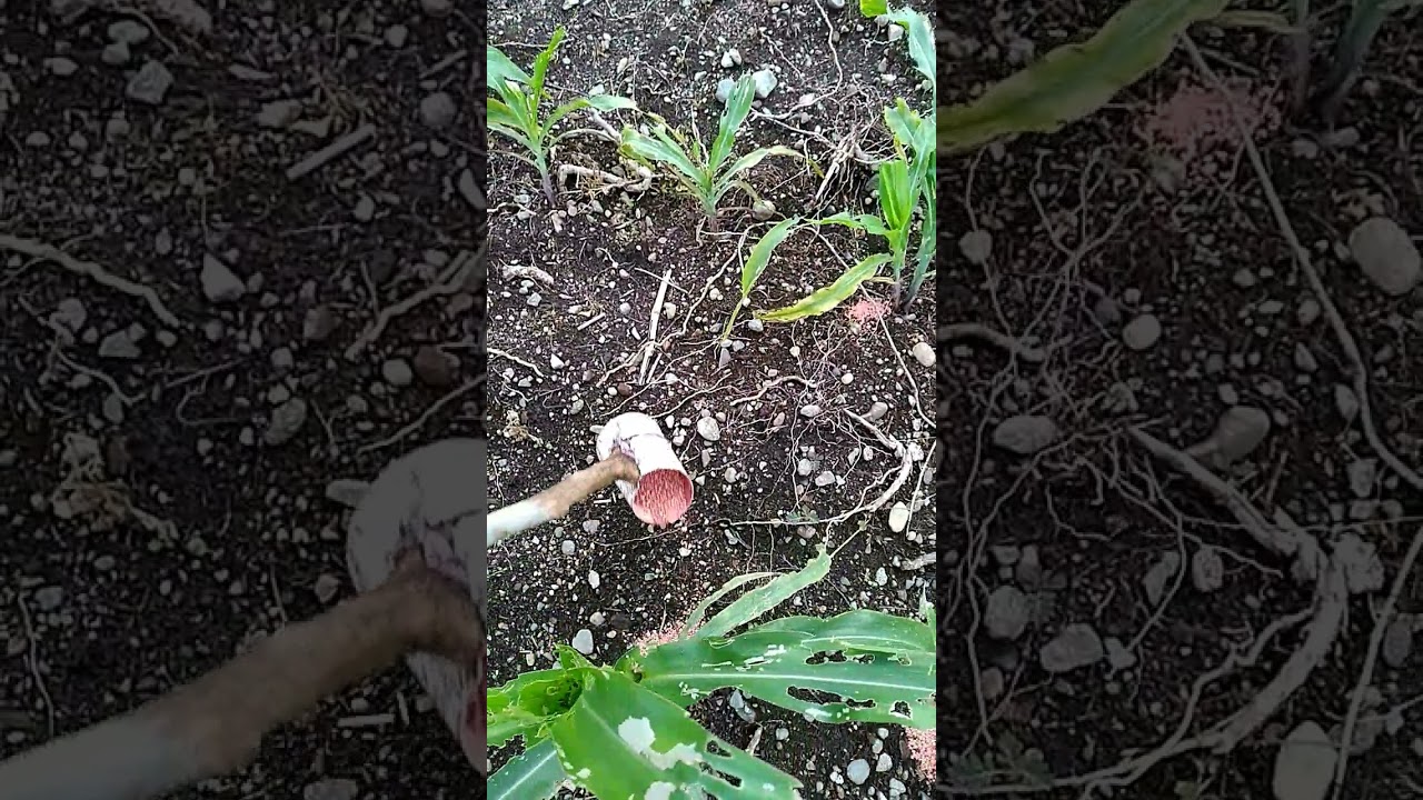 Putar video Pemupukan jagung bisi 2 l flog Petani Channel sekarang Pemupukan jagung bisi 2 l flog Petani Channel