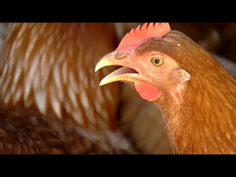 , title : 'Globo Rural: Como criar galinhas caipiras/capoeira corretamente'