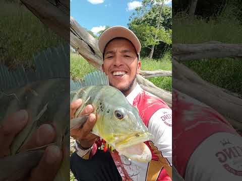 aqui em itaberai Goiás tá saindo os bitelo